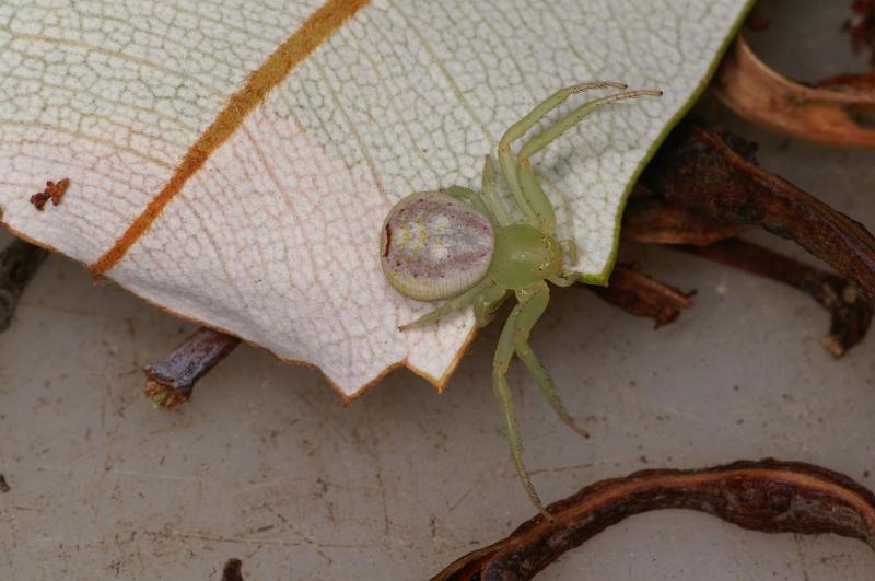 Diaea_evanida_D7890_Z_88_North Stradbroke island_Australie.jpg